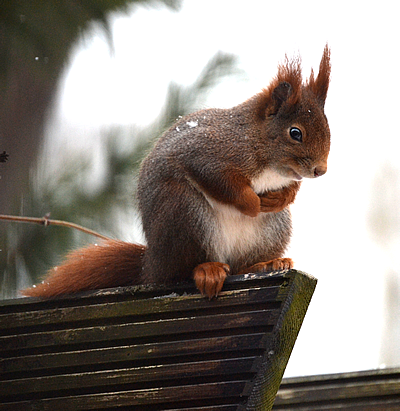 Ein seltener, aber neugieriger Gast.